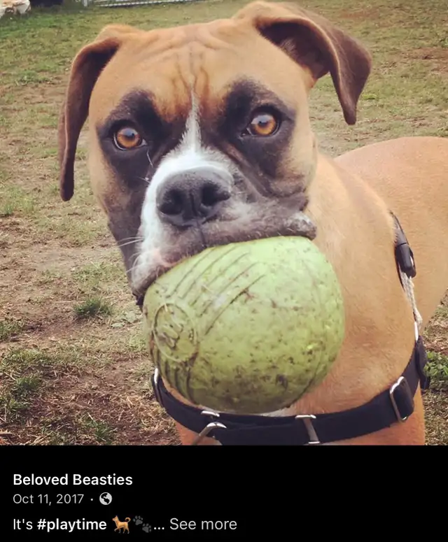 Dog Walker / Pet Sitter (first aid certified) in Animal & Pet Services in West Island - Image 2