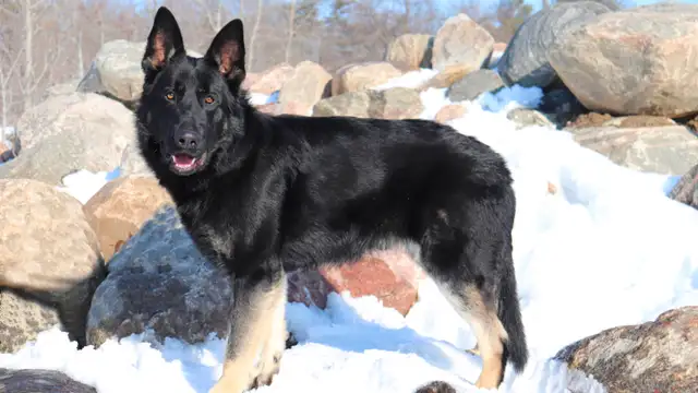 Similar to German Shepherd puppies in Dogs & Puppies for Rehoming in Oakville / Halton Region - Image 6