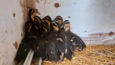 1-1/2 Week Ducklings