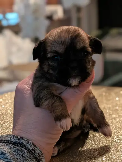 ♥️ Beautiful  Tiny  Shorkie  Females♥️, View more