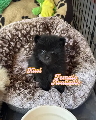 Purebred pomeranian puppies for adoption ! • 2 female left available! • Ready Now! Vaccines and Vet...