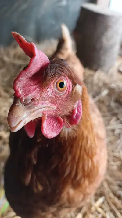 WANTED: LAYING HENS, View more