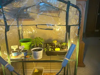 serre pour plantes, View more