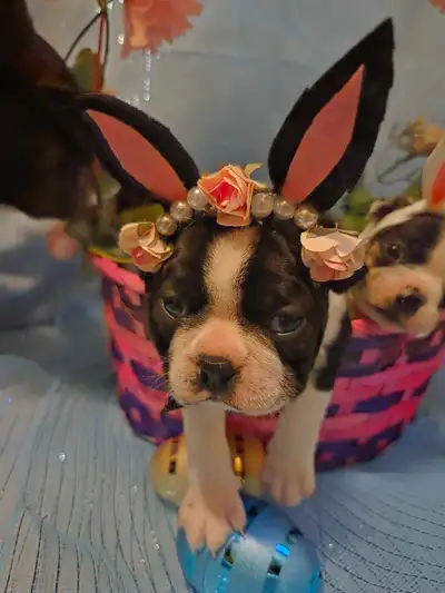 Boston Terrier Puppies, View more