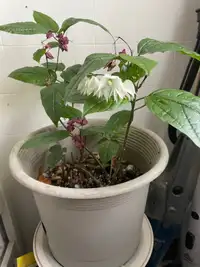 Indoor Flower plant 45$