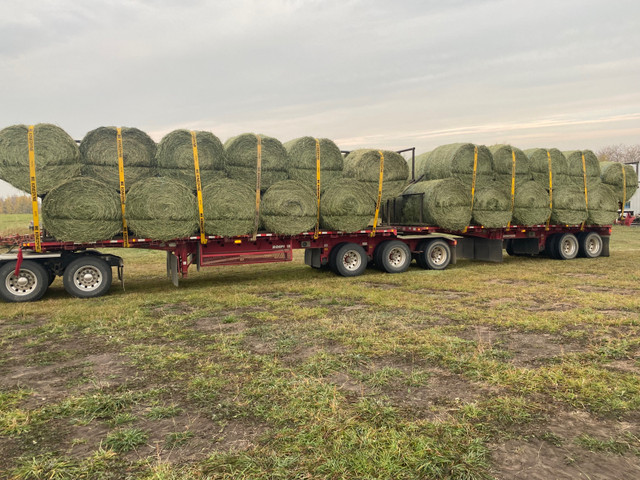 2023 Alfalfa Round Bales ($280 ton Delivered Price) in Livestock in Edmonton - Image 2