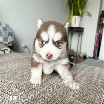 small pomsky puppies , View more