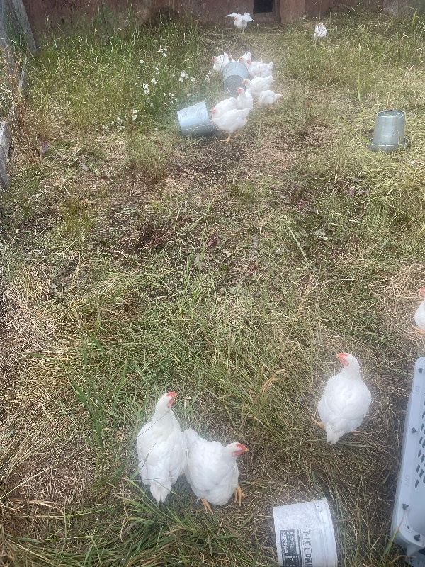 Broiler chickens Livestock Vanderhoof Kijiji