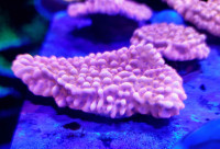 Palawensis montipora - saltwater coral frag 