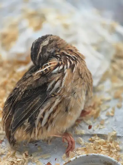 Free Coturnix Quail – Brampton, View more