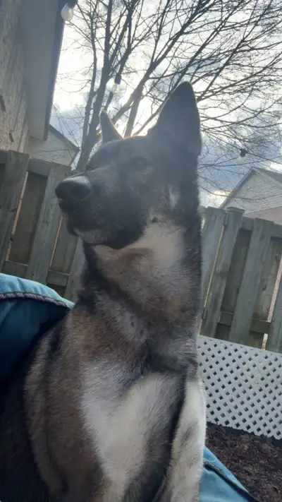 4yr old husky/shep, View more