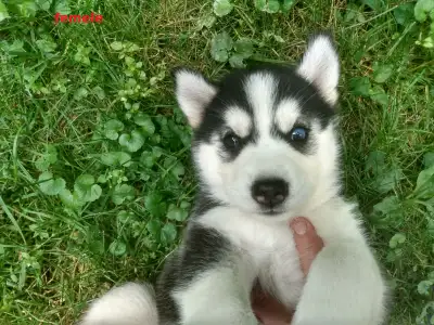 Siberian husky puppy( one baby cat too), View more