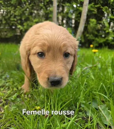 Chiots Golden Retriever, View more