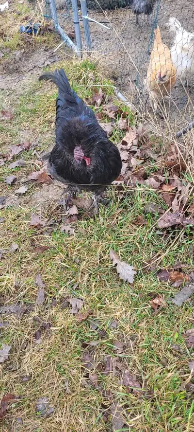 free rooster, View more