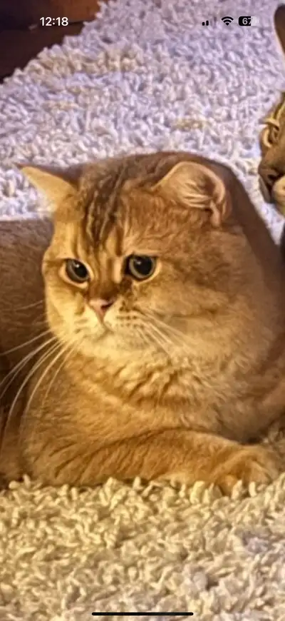 Très beau chat mâle pure race British short hair chinchilla il est âgé de 15 mois Plus d’infos me co...