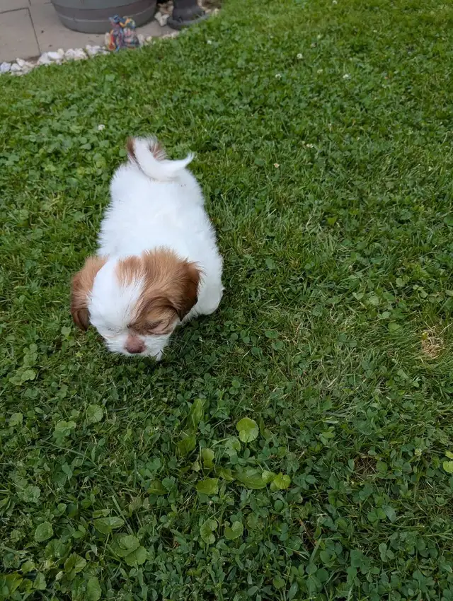 Beautiful Shih Tzu Puppies SOLD in Dogs & Puppies for Rehoming in Kitchener / Waterloo - Image 5