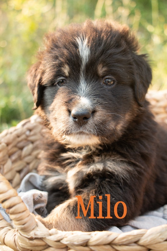 Labernese Cross Puppies Dogs & Puppies for Rehoming Vancouver Kijiji