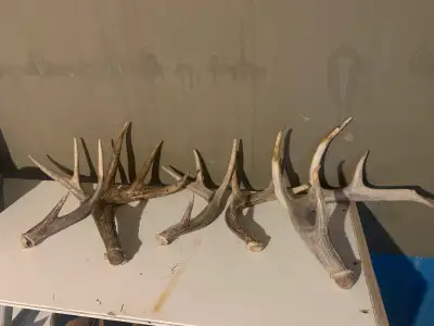 Dear sheds can be used for crafts, decorations or other things.