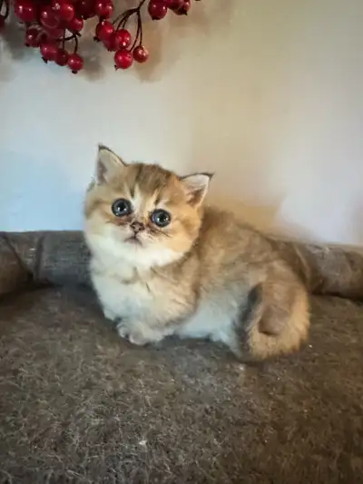 Sale!! Purebred Munchkin and British shorthair kittens available, View more