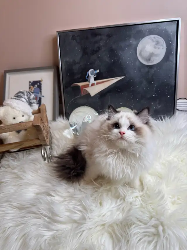 purebred ragdoll boy