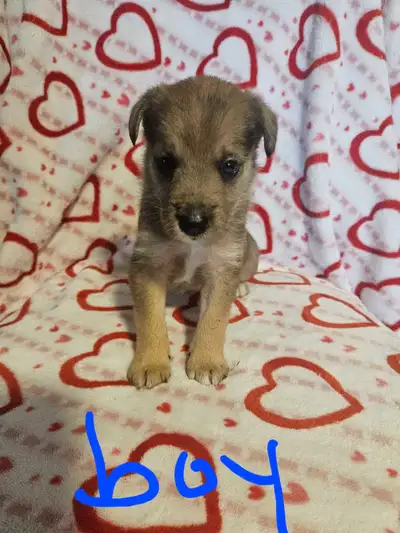 PUPPIES PUPPIES, View more
