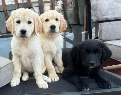 Puppies for sale.Excellent canine for the family, they are very affectionate with people and can liv...