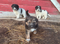 Great Pyrenees Cross Collie Puppies For Sale