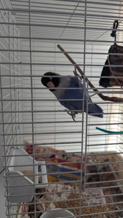 Lovebird  masked+cage/very good father/, View more