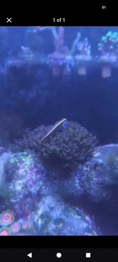 reef aquarium plant - kitchener, View more