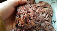1000 Red Wiggler Compost Worms, Cocoons, Castings, Extract. more