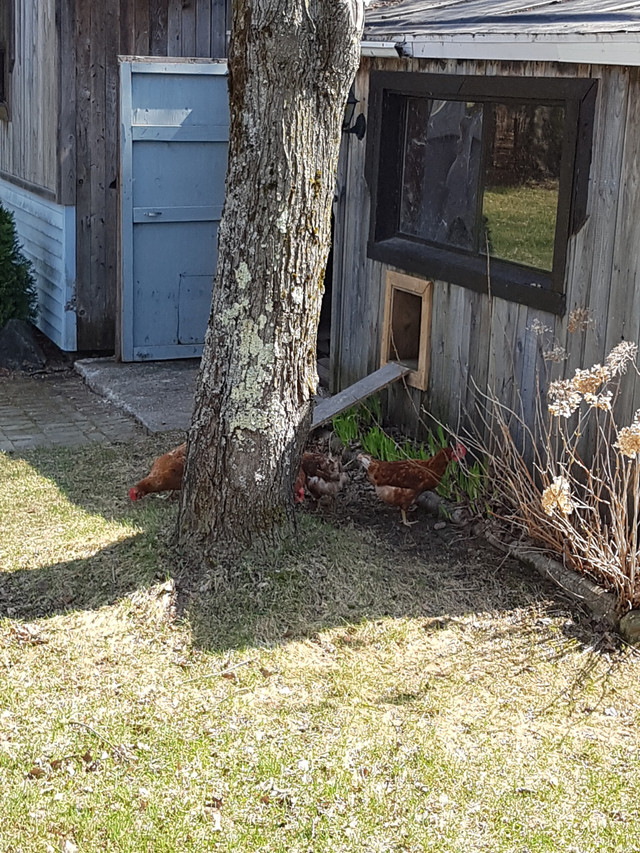 Oeufs brun frais dans Animaux de ferme  à Drummondville