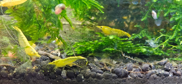Yellow Golden back shrimps in Fish for Rehoming in Peterborough - Image 2