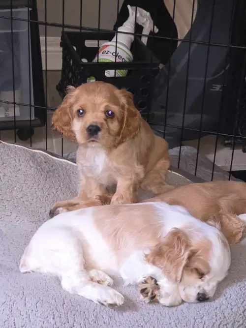 We have adorable Pure Bred American Cocker Spaniel pups ready for their forever homes! These little...