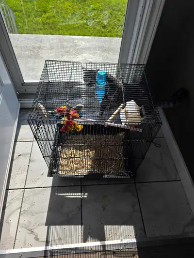 budgies!, View more