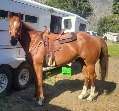 15-year-old AQHA mare, Dash for Cash, Streakin Six, Burnt Spur on papers. 15.1-15.2 hh. She goes thr...
