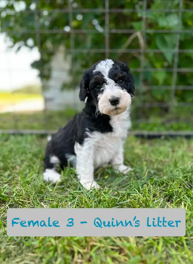 Aussie-Sheepadoodle puppies in Dogs & Puppies for Rehoming in Calgary - Image 5