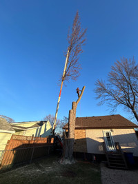 Tree removal/ storm clean up/ crane service/ 