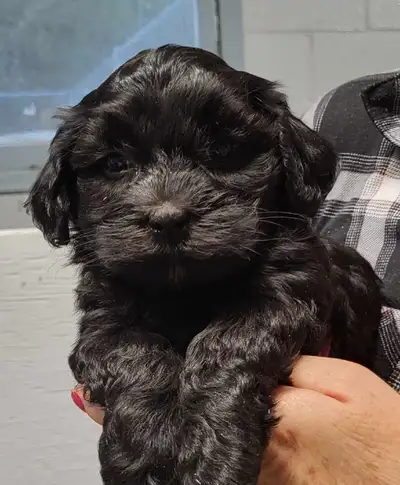 UPDATE ❤️ Star has had a beautiful litter of Havanese puppies with 1 Female available. She has alrea...