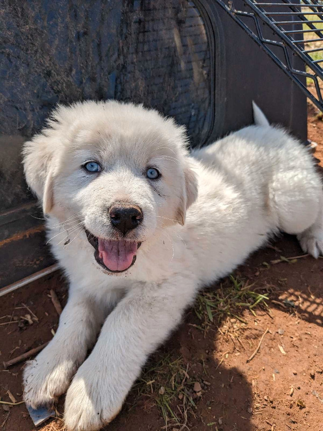 Great Pyrenees in Dogs & Puppies for Rehoming in Truro - Image 2