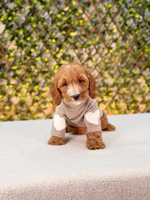 Mini Cockapoo Puppies Ready for New Homes in Dogs & Puppies for Rehoming in Oakville / Halton Region - Image 7