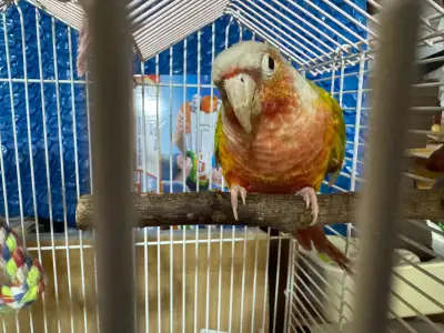 Pineapple& yellow sided conures( couple), View more