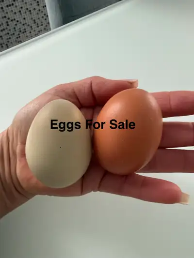 Farm fresh free range eggs, View more