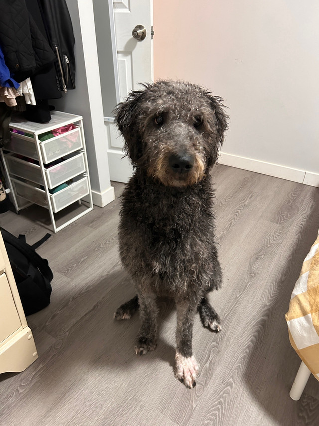 Labradoodle/10month old /boy in Dogs & Puppies for Rehoming in Dartmouth