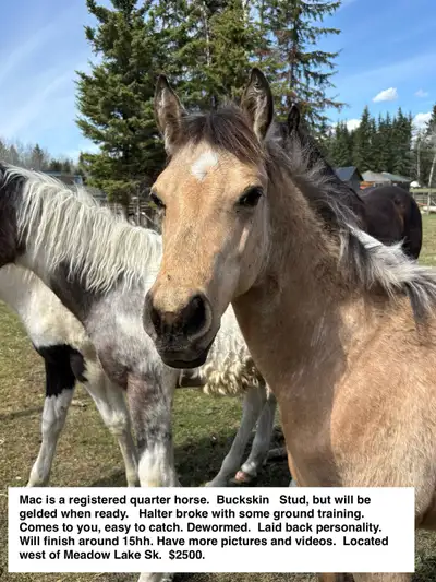 Buckskin quarter horse , View more