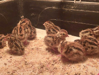 Day old quail chicks