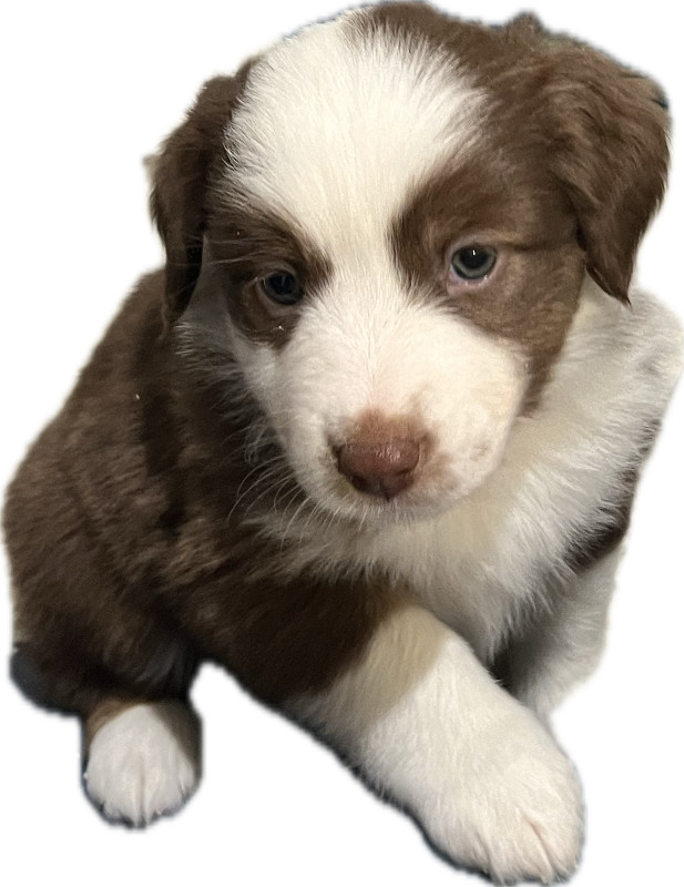 Amazing Mini Aussies in Dogs & Puppies for Rehoming in Mission - Image 4