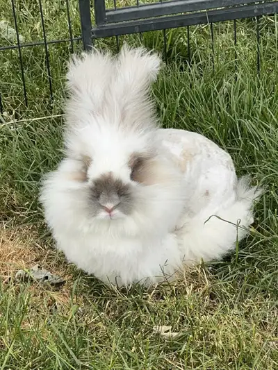 English Angora - Spayed Female, View more
