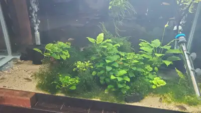 EASY low maintenanice 50 gallon tank with plants and fish, View more
