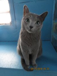 Registered Russian Blue Spayed Female