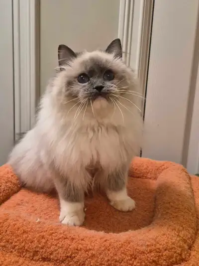 TICA Registered Blue Mitted Ragdoll Cat , View more